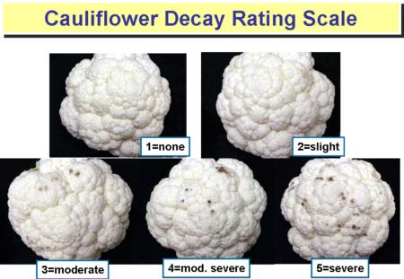 Decay Rating Scale