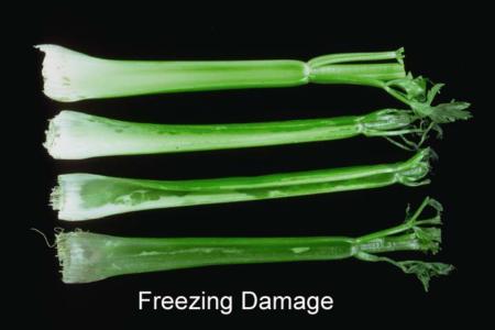 Freezing Damage (1)