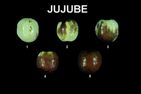 Ripeness Stages