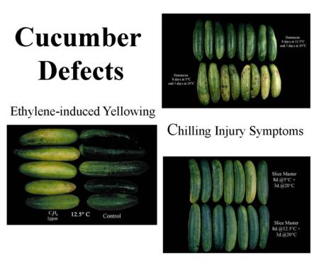 Cucumber Defects