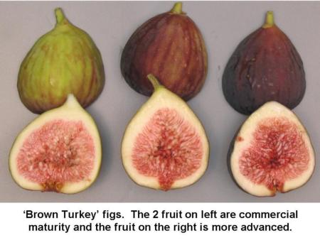 Brown Turkey Fig Maturity