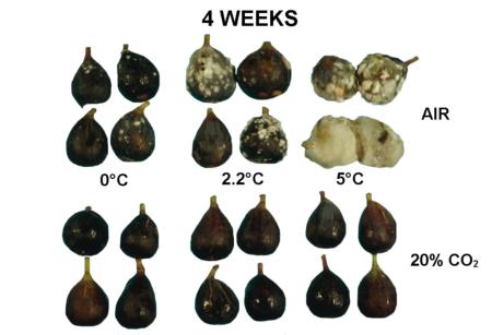 CO2 Effect on Black Mission