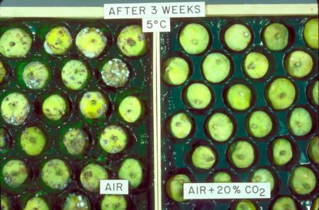 CO2 Effect on Calymirna