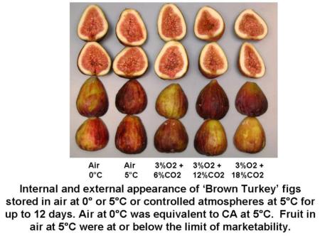 Temperature and CA Effects on Brown Turkey Figs