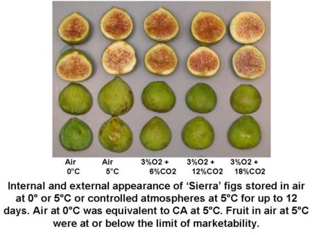 Temperature and CA Effects on Sierra Figs