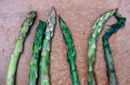 Frozen and Thawed Asparagus