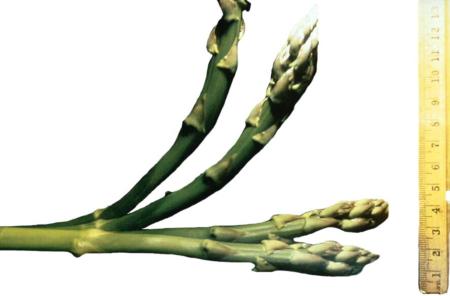 Asparagus Bending
