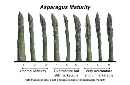 Asparagus Maturity