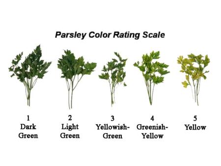 Parsley Color Rating Scale