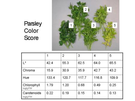 Parsley Color Scores & Pigments