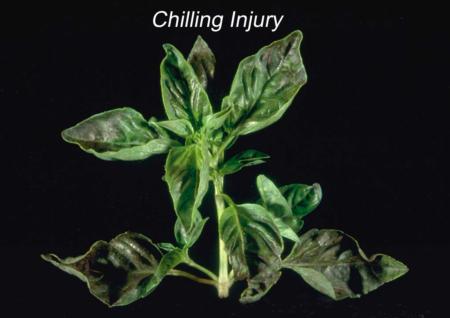 Chilling Effects on Basil