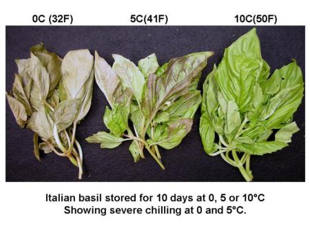 Chilling Injury vs  Temperature on Basil