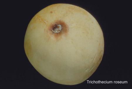 Trichothecium Rot