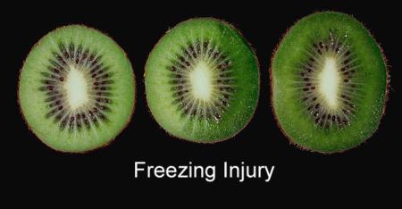 Freezing Injury