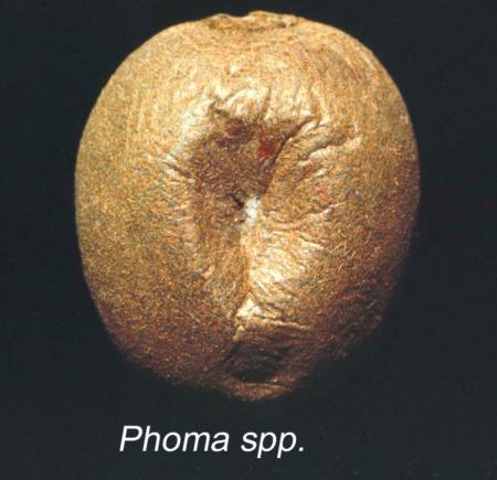 Phoma Rot