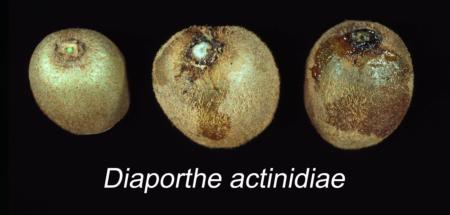 Phoma Stem End Rot