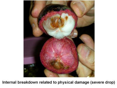 Internal Symptoms of Physical Damage