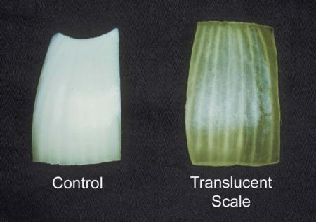 Translucent Scales (1)