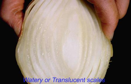 Translucent Scales (2)