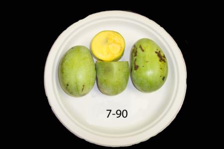 Pawpaw genotype #7-90