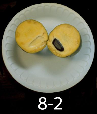 Pawpaw genotype #8-2