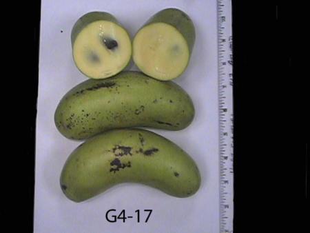 Pawpaw genotype #G4-17