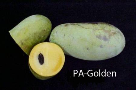 Pawpaw genotype (PA-Golden)