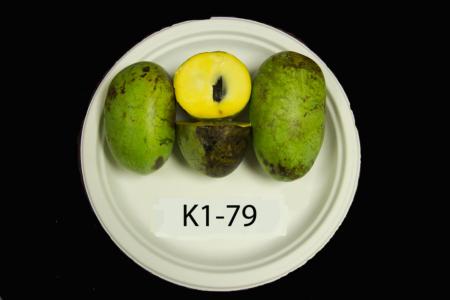 Pawpaw genotype #K1-79