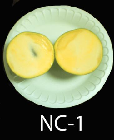 Pawpaw genotype #NC-1