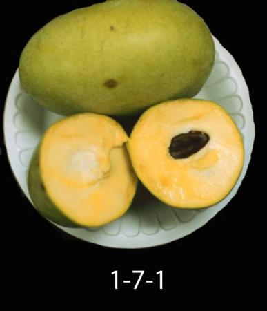 Pawpaw genotype (Shenandoah)