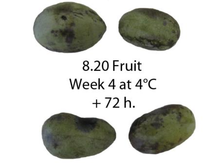 Storage Effects, Intact at 4 weeks + 72 hrs  4°C