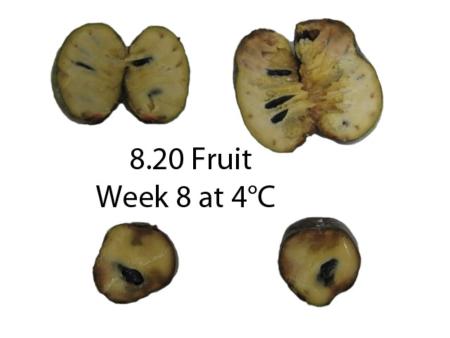 Storage Effects, X-Cut at 8 weeks 4°C