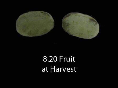 Pawpaw genotype #8 20 Intact at Harvest