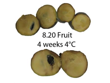 Storage Effects, X-Cut at 4 weeks 4°C