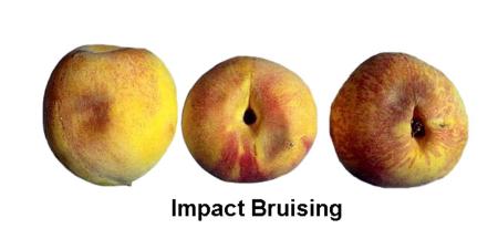 Impact Bruising (2)