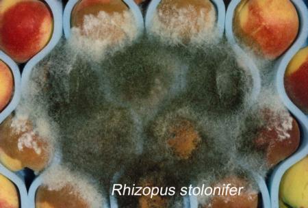 Rhizopus Rot (3)