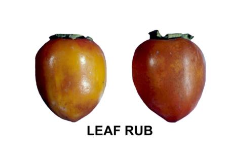 Leaf Rub Damage