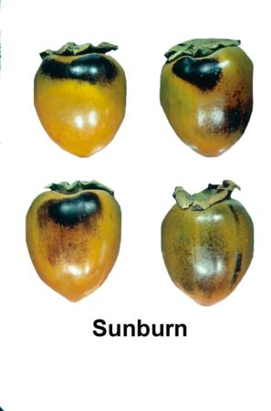 Sunburn Damage