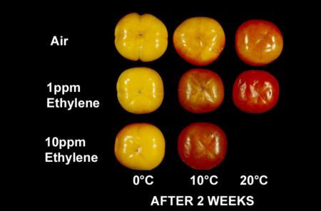 Ethylene Effects