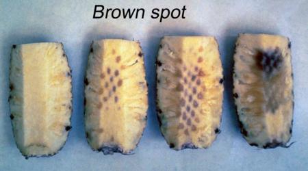 Brown Spot