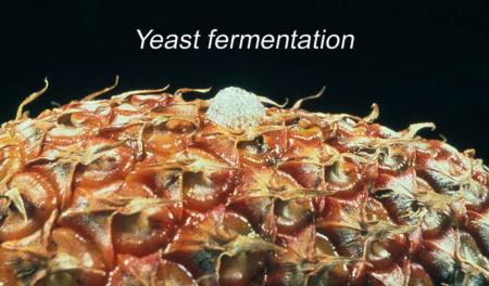 Yeast Fermentation (1)