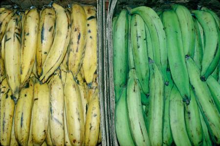 Ripe and Green Plantains