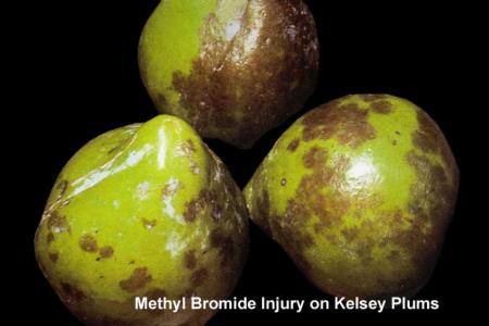 Methyl Bromide Injury