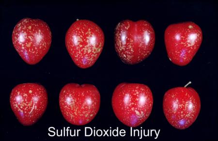 Sulfur Dioxide Injury