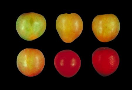 Ripeness Stages