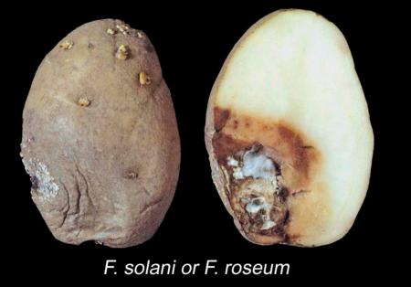 Fusarium Dry Rot