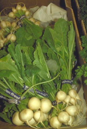 White Radish