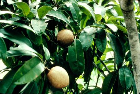 Sapodilla Cultivar