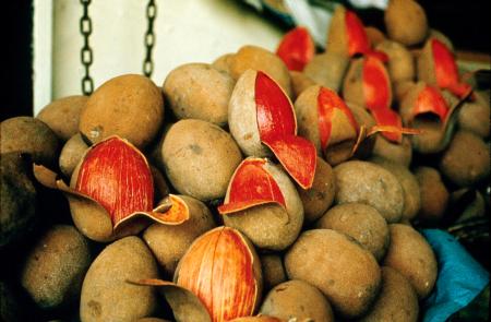 Mamey Sapote Cultivar