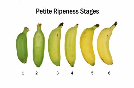 Petite Ripeness Chart